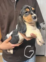 Mia, a female Basset Hound for sale in Pasadena, TX – 2 of 3