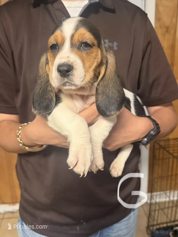Crystal – Basset Hound puppy for sale in Pasadena, TX
