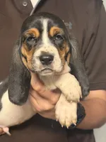 Greg, a male Basset Hound for sale in Pasadena, TX – 2 of 2