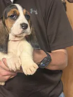 Lizzy, a female Basset Hound for sale in Pasadena, TX – 2 of 7
