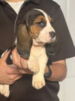 Lizzy, a female Basset Hound for sale in Pasadena, TX – 7 of 7