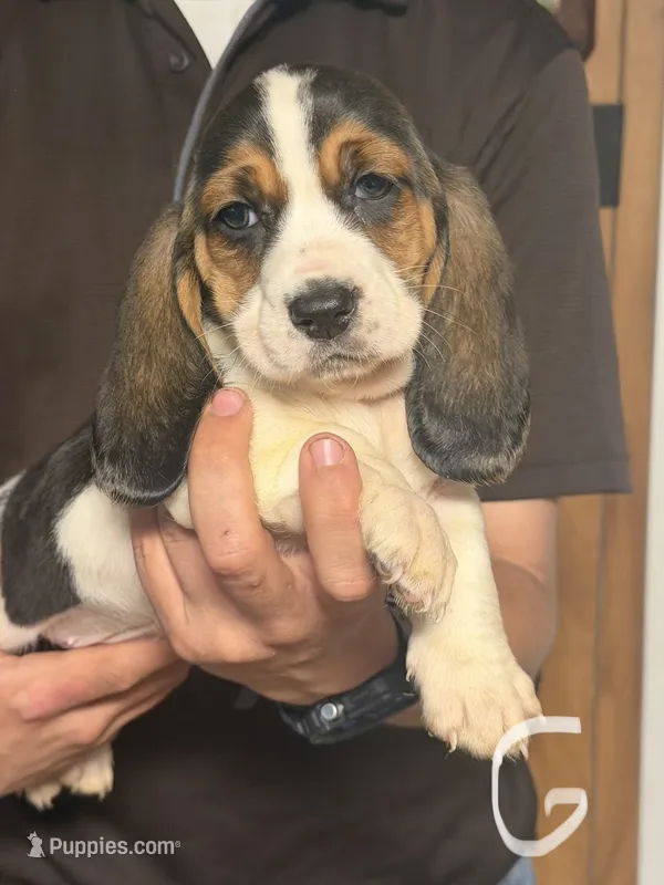 Lizzy – Basset Hound puppy for sale in Pasadena, TX