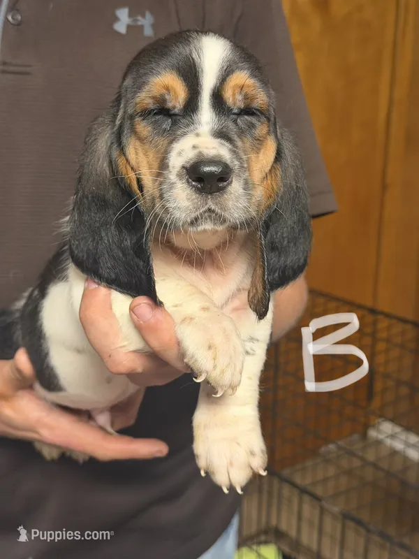 Chris – Basset Hound puppy for sale in Pasadena, TX