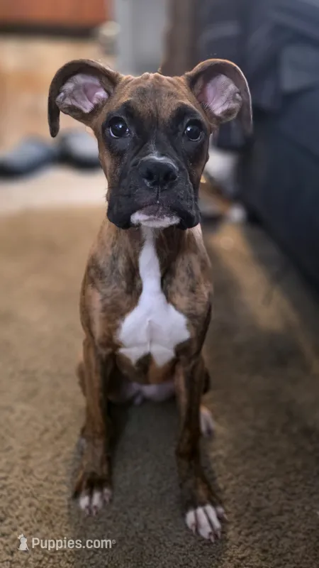Bri – Boxer puppy for sale in Fresno, CA