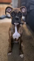 Bri, a female Boxer for sale in Fresno, CA – 1 of 4