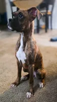Bri, a female Boxer for sale in Fresno, CA – 2 of 4