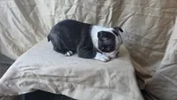 Bean, a female Boston Terrier for sale in Fresno, CA – 7 of 7