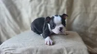 Bean, a female Boston Terrier for sale in Fresno, CA – 6 of 7