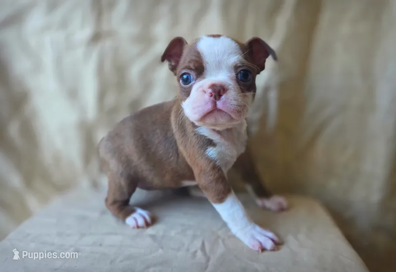 Tiki – Boston Terrier puppy for sale in Fresno, CA