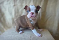 Tiki, a female Boston Terrier for sale in Fresno, CA – 1 of 5