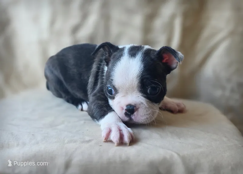 Bean – Boston Terrier puppy for sale in Fresno, CA
