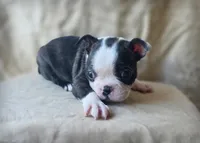 Bean, a female Boston Terrier for sale in Fresno, CA – 1 of 7
