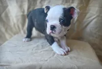 Tater, a female Boston Terrier for sale in Fresno, CA – 2 of 6