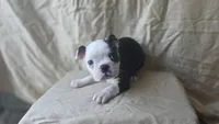 Tater, a female Boston Terrier for sale in Fresno, CA – 3 of 6