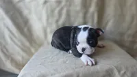 Bean, a female Boston Terrier for sale in Fresno, CA – 3 of 7