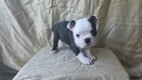 Tater, a female Boston Terrier for sale in Fresno, CA – 4 of 6