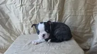 Bean, a female Boston Terrier for sale in Fresno, CA – 4 of 7