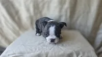 Luna, a female Boston Terrier for sale in Fresno, CA – 5 of 5