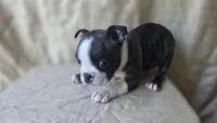 Luna, a female Boston Terrier for sale in Fresno, CA – 4 of 5
