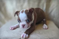 Tiki, a female Boston Terrier for sale in Fresno, CA – 2 of 5