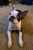 Domino, a female Boston Terrier for sale in Fresno, CA – 3 of 5