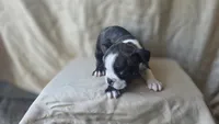 Luna, a female Boston Terrier for sale in Fresno, CA – 3 of 5