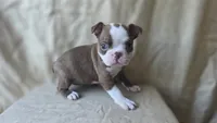 Tiki, a female Boston Terrier for sale in Fresno, CA – 3 of 5