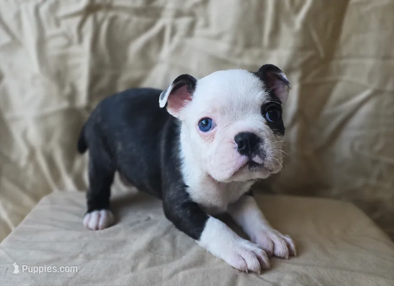 Tater – Boston Terrier puppy for sale in Fresno, CA