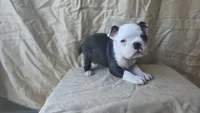 Tater, a female Boston Terrier for sale in Fresno, CA – 6 of 6