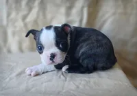 Bean, a female Boston Terrier for sale in Fresno, CA – 2 of 7