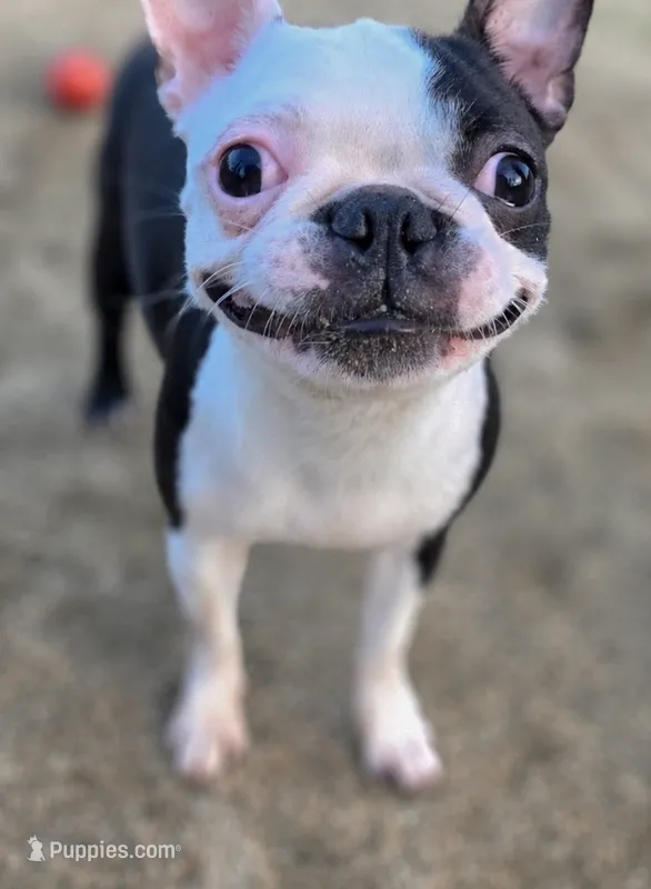 Domino – Boston Terrier puppy for sale in Fresno, CA