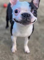 Domino, a female Boston Terrier for sale in Fresno, CA – 1 of 5