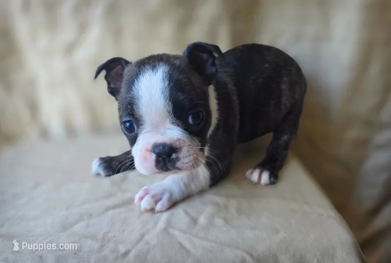 Luna – Boston Terrier puppy for sale in Fresno, CA