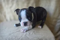 Luna, a female Boston Terrier for sale in Fresno, CA – 2 of 5