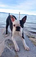 Domino, a female Boston Terrier for sale in Fresno, CA – 2 of 5