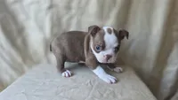 Tiki, a female Boston Terrier for sale in Fresno, CA – 4 of 5