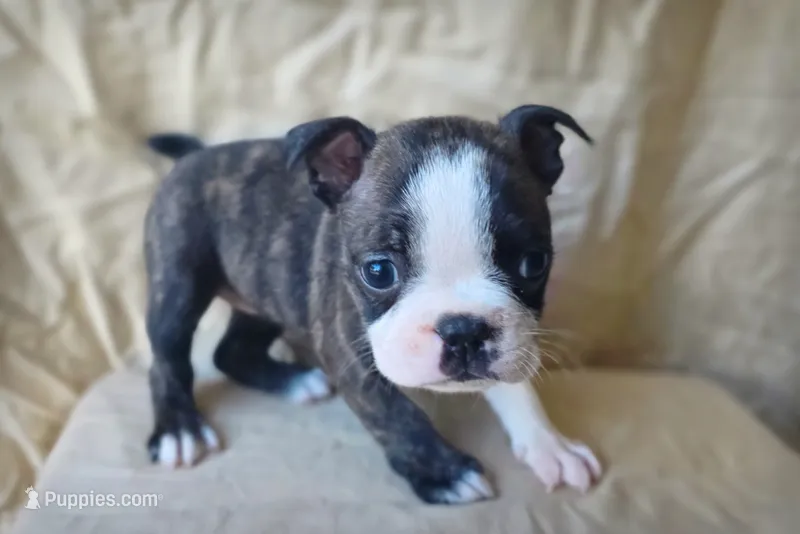 Luna – Boston Terrier puppy for sale in Fresno, CA