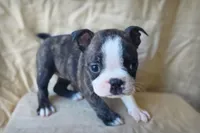 Luna, a female Boston Terrier for sale in Fresno, CA – 1 of 5
