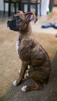 Bri, a female Boxer for sale in Fresno, CA – 4 of 4