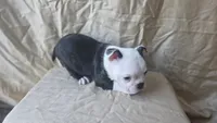 Tater, a female Boston Terrier for sale in Fresno, CA – 5 of 6