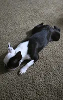 Domino, a female Boston Terrier for sale in Fresno, CA – 5 of 5