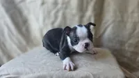 Bean, a female Boston Terrier for sale in Fresno, CA – 5 of 7