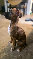 Bri, a female Boxer for sale in Fresno, CA – 3 of 4