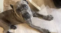 Pink Girl , a female Cane Corso for sale in Bartow, FL – 1 of 2