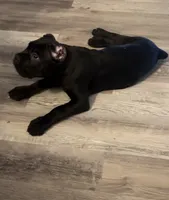 Purple girl , a female Cane Corso for sale in Bartow, FL – 1 of 1
