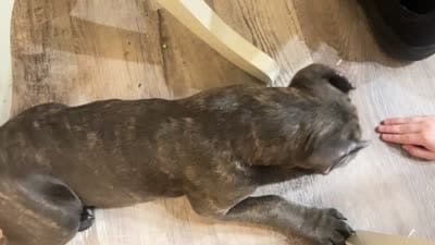 Pink Girl , a female Cane Corso for sale in Bartow, FL – 2 of 2