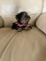 Charlie , a male Yorkshire Terrier for sale in Rainsville, AL – Photo 3 of 3