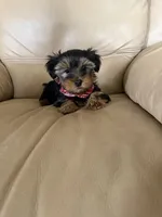 Charlie , a male Yorkshire Terrier for sale in Rainsville, AL – Photo 2 of 3