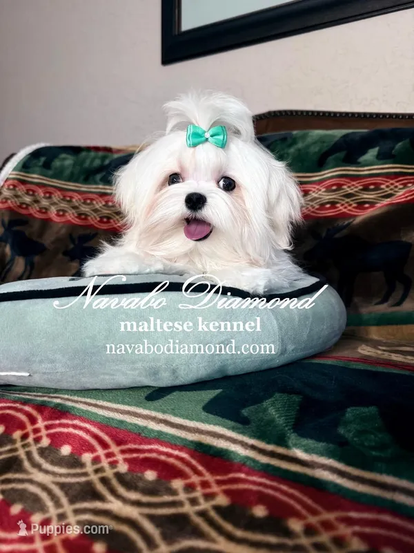 Holiday  – Maltese puppy for sale in Aurora, CO