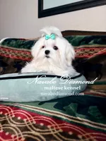 Holiday , a male Maltese for sale in Aurora, CO – Photo 2 of 2